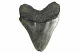 Fossil Megalodon Tooth - South Carolina #175970-2